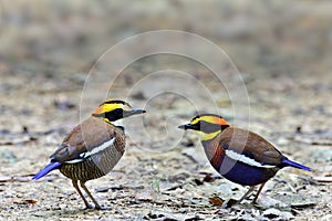 Male and female of Malayan banded pitta Hydrornis irena during breeding season most wanted thailand rare bird