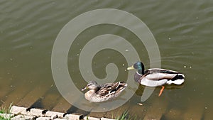 Male and female Mallard, Dablling Duck swimming in garden pond, 4K