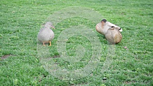 Male and female mallard duck on green grass in a park. Birds and animals in wildlife concept