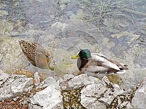 Male and female mallard duck relaxing on the lake shore of Plitvice Lakes National Park