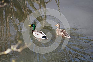 Male and female mallard duck on the river cynon