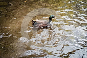 Male and female mallard duck swimming on a pond with colourful fishes while looking for food