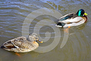 Male and female mallard duck swimming on a pond with green water while looking for food