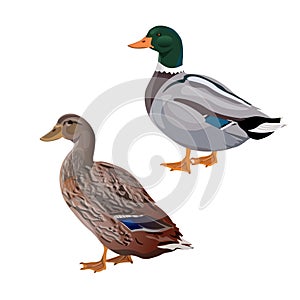 Male and female mallard duck