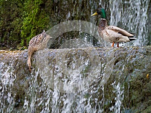 Male and female mallard ducks Anas platyrhynchos above a small