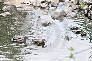 Male and female mallard ducks with ducklings