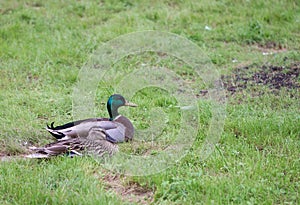 Male and female Mallard ducks in the park