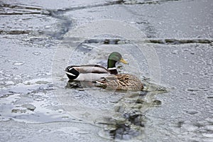 Male and female mallard ducks playing, floating and squawking in winter ice frozen city park pond