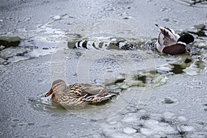 Male and female mallard ducks playing, floating and squawking in winter ice frozen city park pond