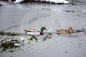 Male and female mallard ducks playing, floating and squawking in winter ice frozen city park pond