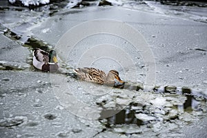 Male and female mallard ducks playing, floating and squawking in winter ice frozen city park pond