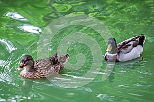 Male and female mallard ducks in a stream