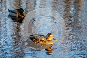 Male and female mallard ducks swimming on a pond