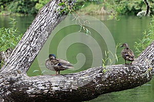Male and Female mallard ducks by the Waikato river