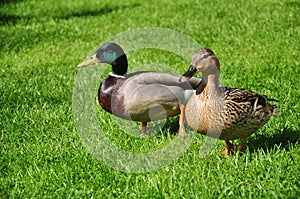 Male and female mallard on green grass background