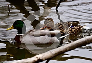 A Male and Female Mallards