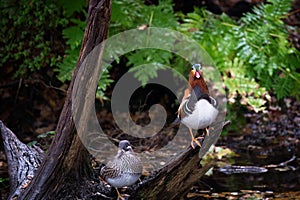 Male and female Mandarin duck
