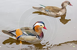 Male and female Mandarin duck in the water