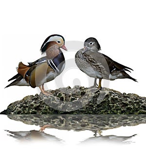 Male And Female Mandarin Ducks