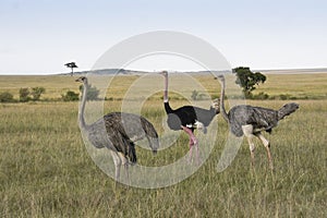 Male and female Masai ostriches, Kenya