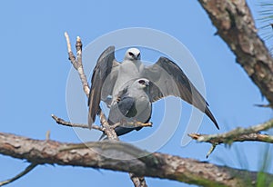 Male and female Mississippi Kite birds Ictinia mississippiensis mating