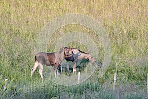 Male and female moose grazing