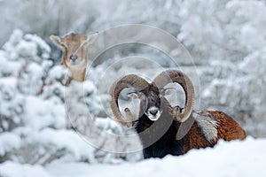Male and female of Mouflon, Ovis orientalis, winter scene with snow in the forest, horned animal in the nature habitat. Portrait o