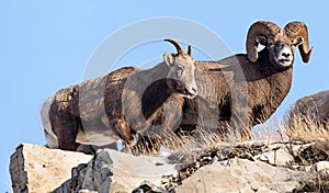 Male and Female Mountain Rams