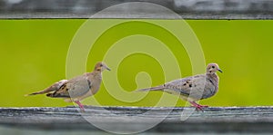 Male and female mourning dove - Zenaida macroura -  perched on middle wooden fence board