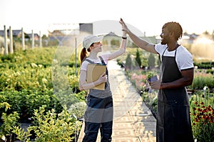 Male and female multiracial engineers give high five after successful inspecting greenhouse