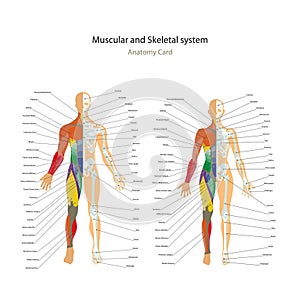 Male and female muscle and bony system charts with explanations. Anatomy guide of human physiology.