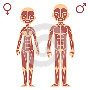 Male and female muscle chart