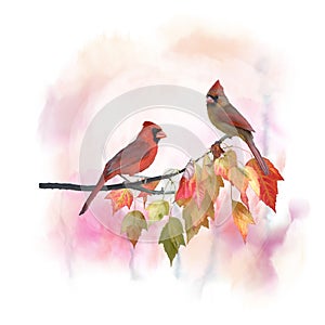 Male and Female Northern Cardinals watercolor