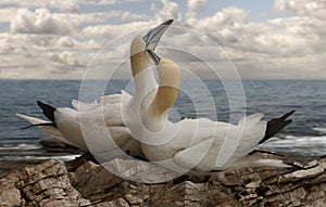 Male and Female Northern Gannets