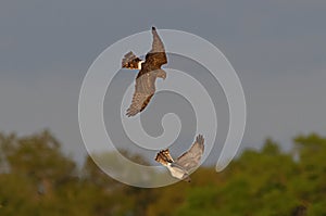 Male and female northern harriers flying together over open prairie photo
