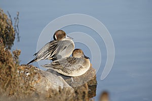 Male and Female Northern Pintails