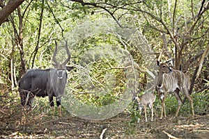 Male and female Nyala and their baby in Kruger National park, South Africa