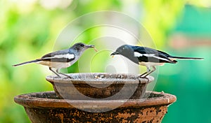 Male and female Oriental Magpie Robin with mealworms in the beaks perching on a clay bowl