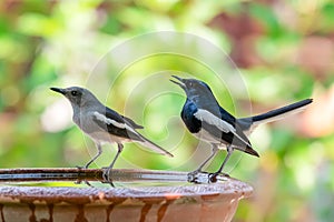 Male and female Oriental Magpie Robin perching on clay bowl of water