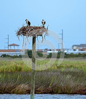 Male and Female Osprey Sitting on Their Nest in Marshland on North Carolina's Outer Banks