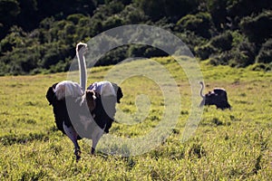 Male and female ostrich