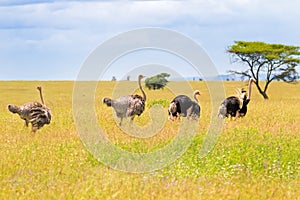 Male and female Ostrich birds walking in open grassland at Serengeti National Park in Tanzania, East Africa