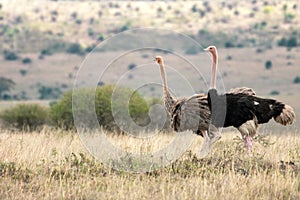 Male and female ostrich outdoors in the african wilderness.