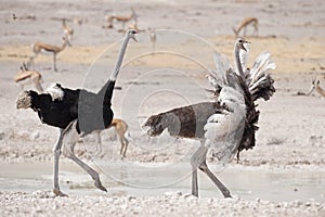 Male and female ostrich running.