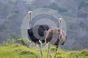 Male and female ostriches standing on the mountain