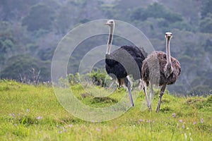 Male and female ostriches standing on the mountain