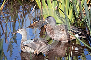 A male and female pair of Blue-Winged Teal ducks photo