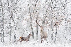 Male and female pair Red deer, Cervus elaphus, big animal in the nature forest habitat. Deer in oak trees mountain, Studen