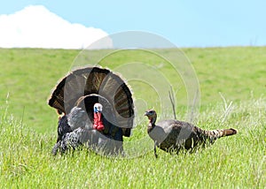 Male and female pair of wild turkeys in a field