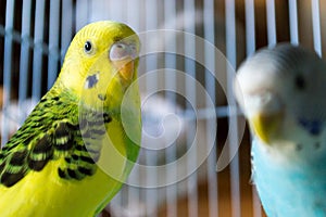 Male and female parakeets in a cage photo